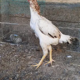 towuklar