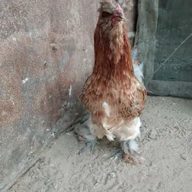 DWOYKA MAKI BRAMA