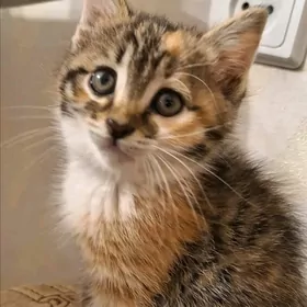 Девочки-малышки