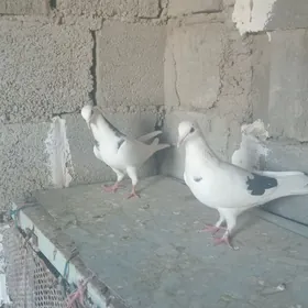kepderi