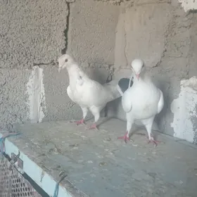 kepderi