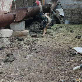 Taşkent horaz