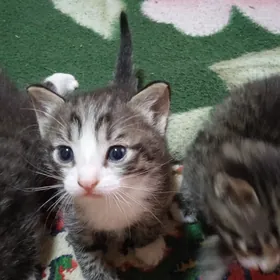 котята от домашней кошки