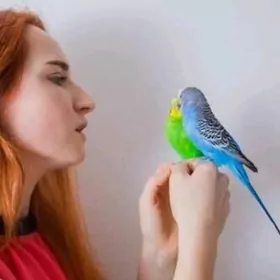 popugay oy guslary setklary