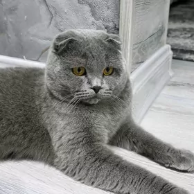 КОТ НА ВЯЗКУ