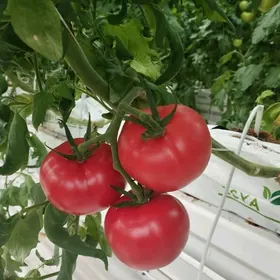 Teplissa işgär gerek