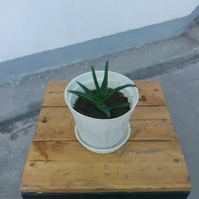 Gul aloe