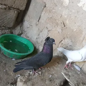 kepderi