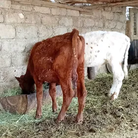 öküz tüwe öküzçe