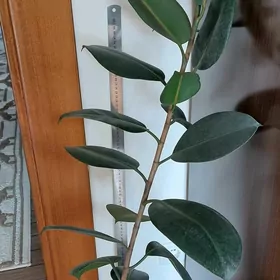 фикус fikus цветок gül