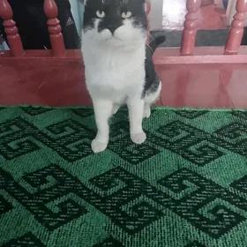 Pisik