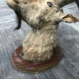 Hakyky goçuň kellesi