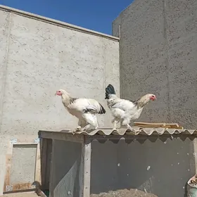 Paroda juyje