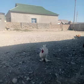 Karlık