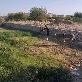 kureli esek