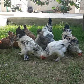 Balgar towuklar