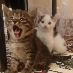 котенки