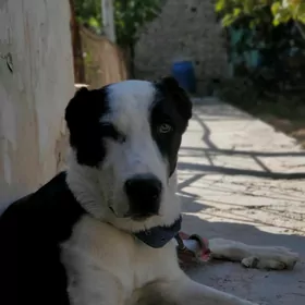 çopan