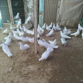 kepderi