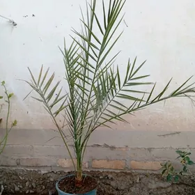 hurma gul