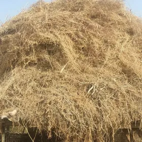 Ýorunja ot garyşyk