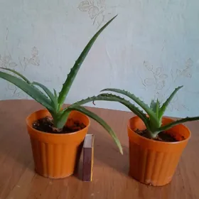алое цветы guller