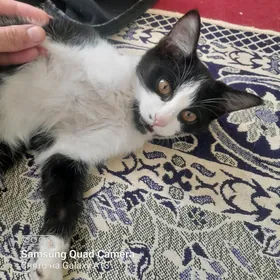 Pişik