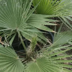 Пальма Вашингтон вышеметра