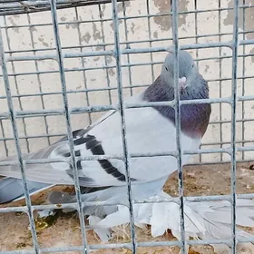 сизаагаран