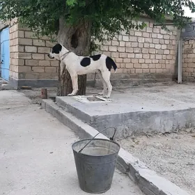 güjik