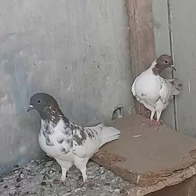 kepderi