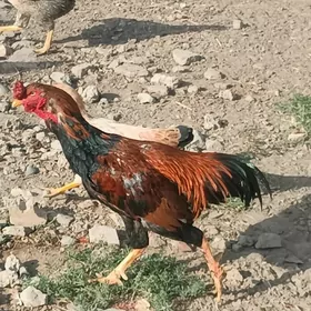 boyes horaz hem towuk