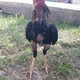 Taşkent horaz