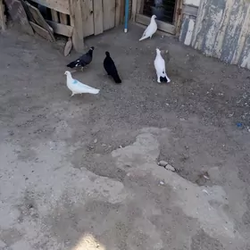 kepderi