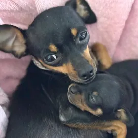 Пражский крысарик