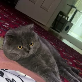 Шотландский вислоухий .