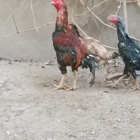 Paroda Horaz