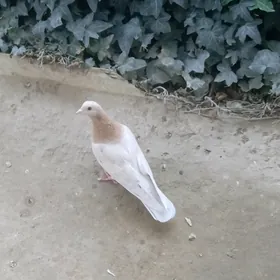 Голубь(самочка)