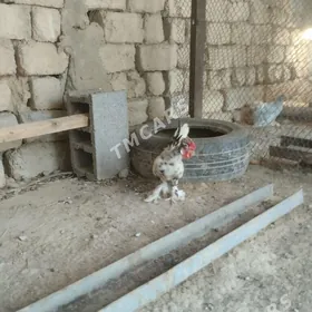 карлик.хораз