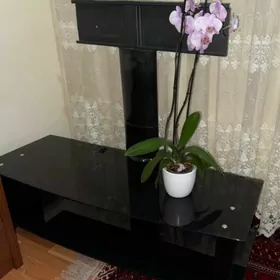 postawka telewizor ucin