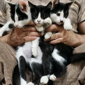 котята