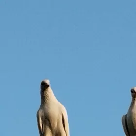 kepderkepderikepderi