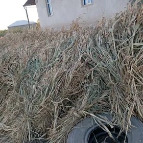 мал оты жоген