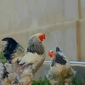 Brama swetli ak cil 