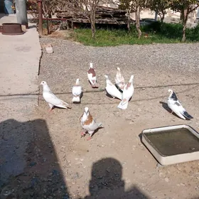 Saylanan guslar