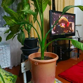 продаётся цветы