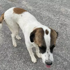 В добрые руки