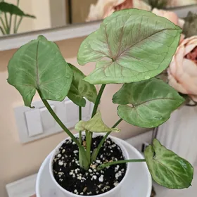 Комн Цветы 25,50 ман