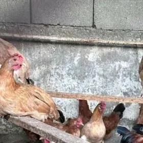 Продаю курей