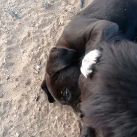 Продам  щенка Кане Корсо